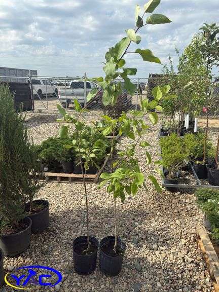 2- Goodland Apple Trees (BUYER MUST PAY 2X THE BID PRICE)