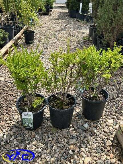 3- Snowmound Spirea (BUYER MUST PAY 3X THE BID PRICE)
