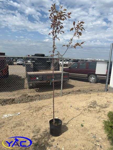 Big River Flowering Crab Tree
