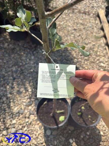 2- Honeycrisp Apple Tree's (BUYER MUST PAY 2X THE BID PRICE)