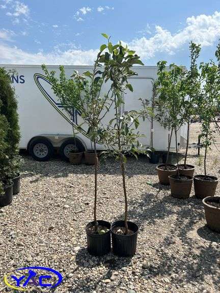 2- Fall Red Apple Tree's (BUYER MUST PAY 2X THE BID PRICE)