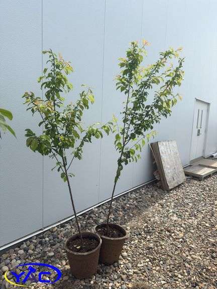 2- Pembina Plum (BUYER MUST PAY 2X THE BID PRICE)