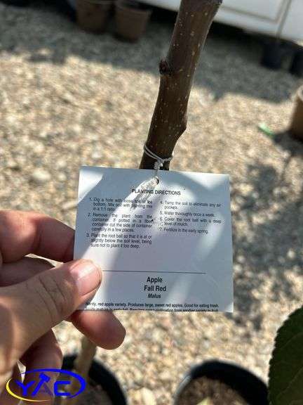 2- Fall Red Apple Tree's (BUYER MUST PAY 2X THE BID PRICE)
