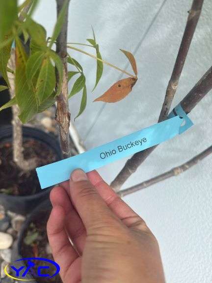 4- Ohio Buckeye (BUYER MUST PAY 4X THE BID PRICE)