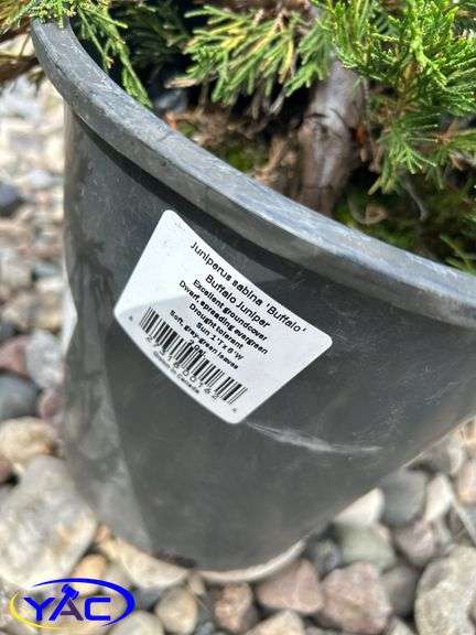 5- Buffalo Juniper (BUYER MUST PAY 5X THE BID PRICE)