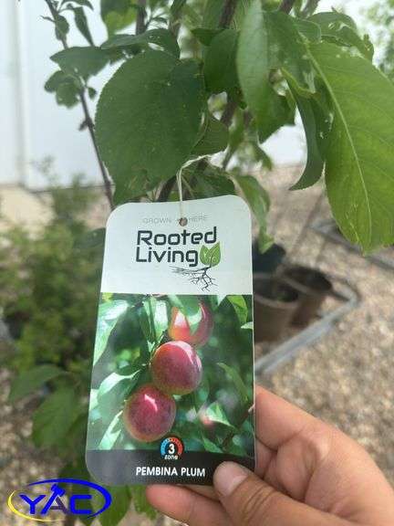 2- Pembina Plum (BUYER MUST PAY 2X THE BID PRICE)