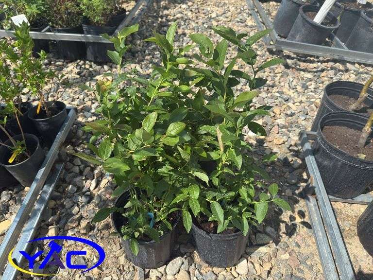 4- Patriot Blueberry (BUYER MUST PAY 4X THE BID PRICE)