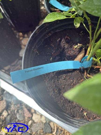 4- Patriot Blueberry (BUYER MUST PAY 4X THE BID PRICE)