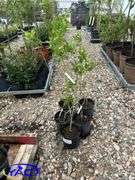 5- Laurel Willow (BUYER MUST PAY 5X THE BID PRICE)