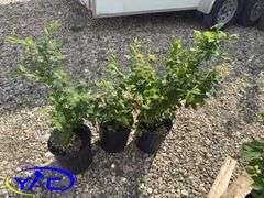 3- Nanking Cherries (BUYER MUST PAY 3X THE BID PRICE)
