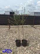 2- Romeo Cherries (BUYER MUST PAY 2X THE BID PRICE)