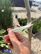 2- Goodland Apple Trees (BUYER MUST PAY 2X THE BID PRICE)