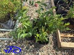 4- Polaris Blueberry (BUYER MUST PAY 4X THE BID PRICE)
