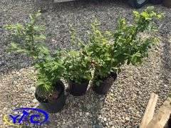 3- Nanking Cherries (BUYER MUST PAY 3X THE BID PRICE)