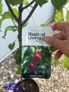 2- Pembina Plum's (BUYER MUST PAY 2X THE BID PRICE)
