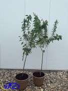 2- Tecumseh Plums (BUYER MUST PAY 2X THE BID PRICE )