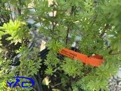 3- Mango Tango Potentilla (BUYER MUST PAY 3X THE BID PRICE)