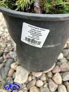 5- Buffalo Juniper (BUYER MUST PAY 5X THE BID PRICE)