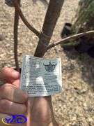2- Greenspire Linden Trees (BUYER MUST PAY 2X THE BID PRICE)