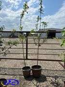 2 - Trail Crabapple (BUYER MUST PAY 2X THE BID PRICE)