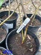 5- Laurel Willow (BUYER MUST PAY 5X THE BID PRICE)