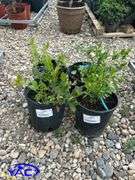 4- North Blue Blueberry (BUYER MUST PAY 4X THE BID PRICE)