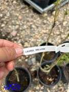 5- Laurel Willow (BUYER MUST PAY 5X THE BID PRICE)