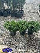 3- Dwarf Nest Spruce (BUYER MUST PAY 3X THE BID PRICE)