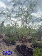 6- Prairie Cascade Weeping Willow (BUYER MUST PAY 6X THE BID PRICE)