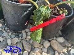 10- Red Rhubarb (BUYER MUST PAY 10X THE BID PRICE)