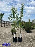 2- Norkent Apple Tree (BUYER MUST PAY 2X THE BID PRICE)