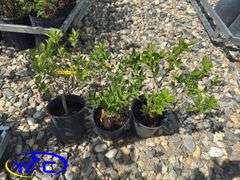 3- Nothern Gold Forsythia (BUYER MUST PAY 3X THE BID PRICE)