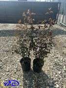2- Satin Chocolate Ninebark (BUYER MUST PAY 2X THE BID PRICE)