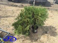 3- Globe Cedar (BUYER MUST PAY 3X THE BID PRICE)