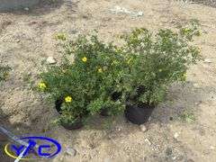 3- Coronation Triumph Potentilla's (BUYER MUST PAY 3X THE BID PRICE)