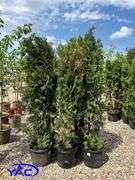 5 - Brandon Pyramid Cedars (BUYER MUST PAY 5X THE BID PRICE)