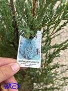 4- Moonglow Juniper (BUYER MUST PAY 4X THE BID PRICE)