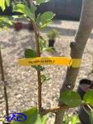 3- Heyer12 Apple Tree's (BUYER MUST PAY 3X THE BID PRICE)