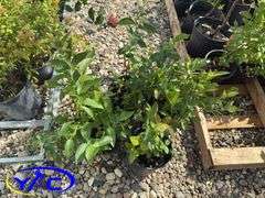 4- Polaris Blueberry (BUYER MUST PAY 4X THE BID PRICE)