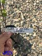 2-Carmine Jewel Cherry (BUYER MUST PAY 2X THE BID PRICE)