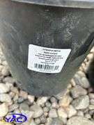 4- Savin Juniper (BUYER MUST PAY 4X THE BID PRICE)