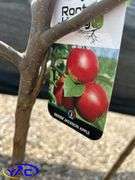 2- Dexter Apple Tree's (BUYER MUST PAY 2X THE BID PRICE)