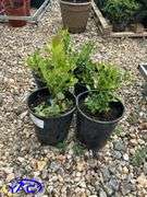4- North Blue Blueberry  BUYER MUST PAY 4X THE BID PRICE)