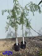 2- Sliver Leaf Willow (BUYER MUST PAY 2X THE BID PRICE)