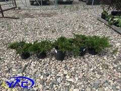 5- Buffalo Juniper (BUYER MUST PAY 5X THE BID PRICE)