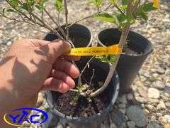 3- Nothern Gold Forsythia (BUYER MUST PAY 3X THE BID PRICE)