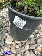 5- Buffalo Juniper (BUYER MUST PAY 5X THE BID PRICE)