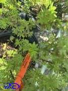 3- Mango Tango Potentilla (BUYER MUST PAY 3X THE BID PRICE)