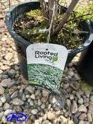 3- Snowmound Spirea (BUYER MUST PAY 3X THE BID PRICE)