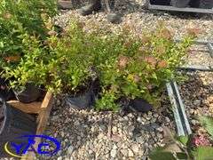 3- Anthony Waterer Spirea (BUYER MUST PAY 3X THE BID PRICE)